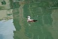 Venedig (113)